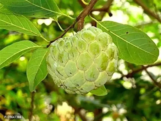 Platone Custard Apple Plant Golden Sitafal Live Plant-thumb0