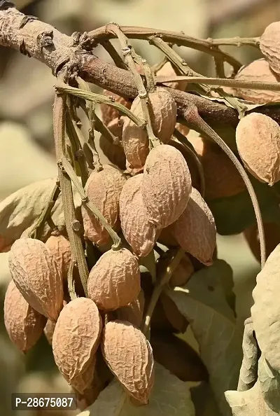 Platone Almond Plant Almond nut plant-thumb3