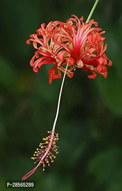 Platone Hibiscus Plant BI78-thumb0