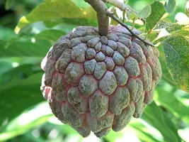 Platone Custard Apple Plant Axotic X99-thumb2