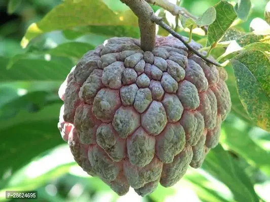 Platone Custard Apple Plant Axotic X99-thumb3