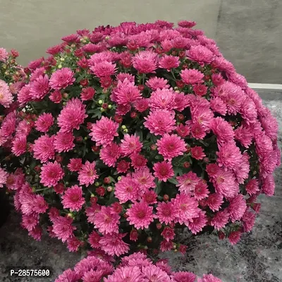 Platone Chrysanthemums Guldavari Plant CHRYSANTHEMUMS PLANT-thumb0