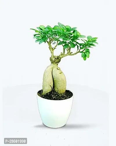 Platone Ficus Bonsai Plant CFGV20-thumb0