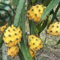 Platone Dragon Tree Dragon Fruit Live Plant Grow Bag yellow (Hybrid, Pack of 1)-thumb1