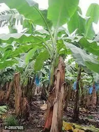 Platone Banana Plant BANANA PLANT 55