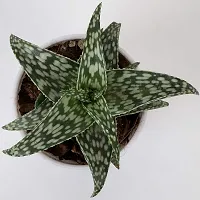 Platone Aloe Vera Plant Aloe Snow Flake Plant-thumb2