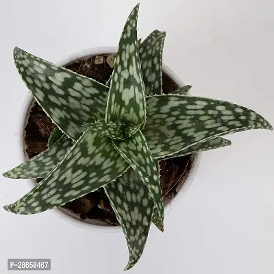 Platone Aloe Vera Plant Aloe Snow Flake Plant-thumb3