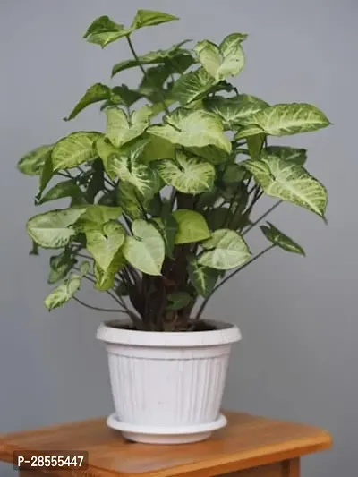 Best Syngonium Plant