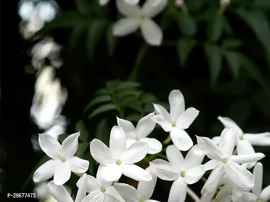 Platone Jasmine Plant Jasmin Plant Plant096-thumb0