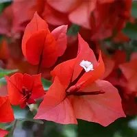 Platone Bougainvillea Plant Exotic Live Plant BougainvilleaBoganvilla Rare Red Suitable Balcony Garden Plant(1 Healthy Live Plant)-thumb1