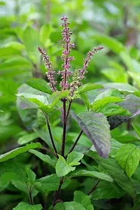 Platone Tulsi Plant Tulsi plant-thumb1