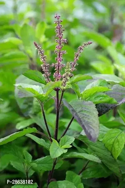 Platone Tulsi Plant Tulsi plant-thumb2