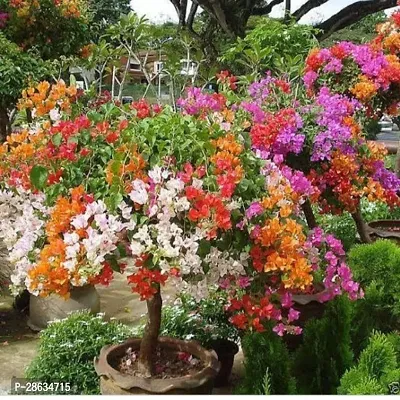 Platone Baugainvillea Plant B601