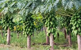 Platone Papaya Plant Papaya Plant-thumb1