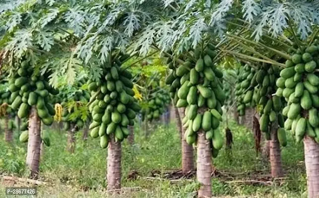 Platone Papaya Plant Papaya Plant-thumb2