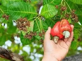 Platone Cashew Plant KAJU PLANT JUII-thumb1