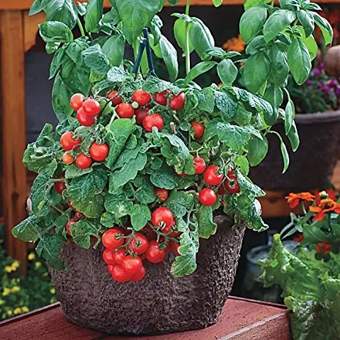 Best Selling Plant & Planters 