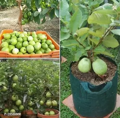 Platone Guava Plant Gouava16