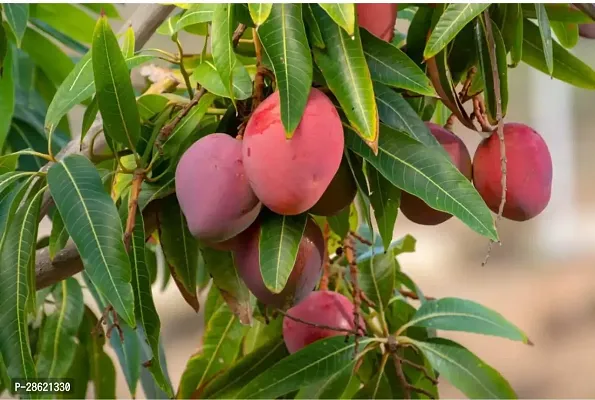 Platone Mango Plant MANGO_JAPANESE_VARIETY_049