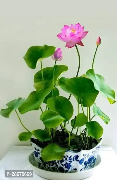 Platone Lotus Plant Lotus plant 17-thumb0