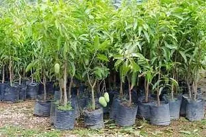 Platone Mango Plant Sweet Green Mango(Kaccha Mitha Aam) Live Grafted Plant-thumb1