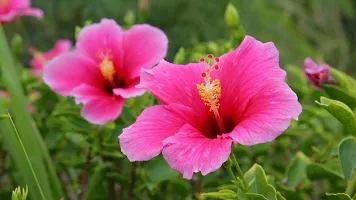 Platone Heart Leaf Oxycardium Plant Gudhal Live Hibiscus Pride of Hankins Bush-thumb1