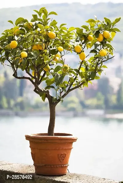 Platone Lemon Plant LEQ01