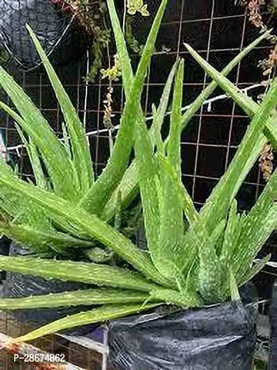 Platone Aloe Vera Plant Aloe Vera Plant 085