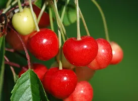 Platone Cherry Fruit Plant Hybrid Cherry ?? fruit Plants-thumb2