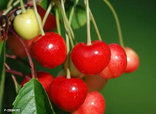 Platone Cherry Fruit Plant Hybrid Cherry ?? fruit Plants-thumb3