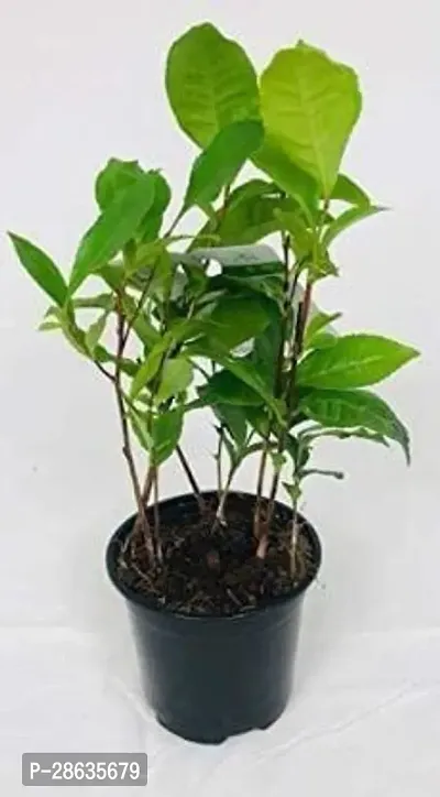 Platone Tea Plant Tea Plant With Pot-thumb0