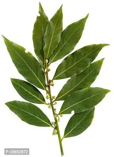 Platone Bay Leaf Plant Tej Batabay Leaf-thumb0