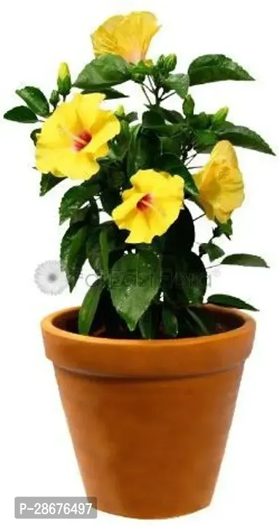 Platone Hibiscus Plant ASD-PLS-404-thumb0