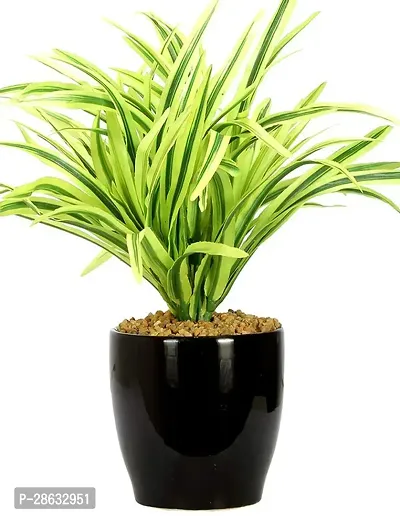 Platone Dracaena Plant TIGdrac37