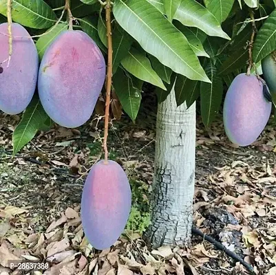 Platone Mango Plant MangoPalmer Mango GraftedHybrid PlantPalmer VarietyCF1006