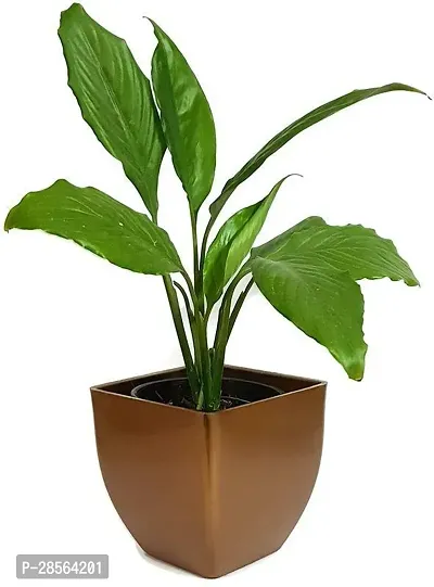 Platone Peace Lily Plant LIVE PLANT Air Purifying Beautiful Indoor Peace Lily Plant Spathiphyllum Plant