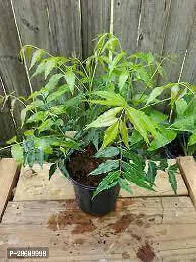 Platone Neem Plant NEEM PLANT