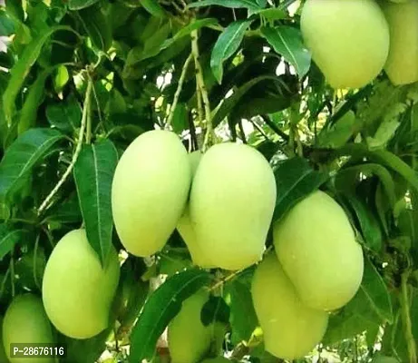 Platone Mango Plant Dasheri Mango Plants Hybrid and Dwarf Variant-thumb0