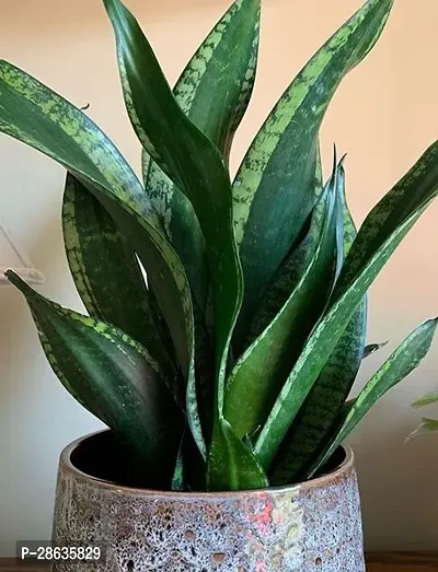 Platone Snake Plant Snake Plant For Home Decorations Best For Natural Air Purification {CF20881-thumb0