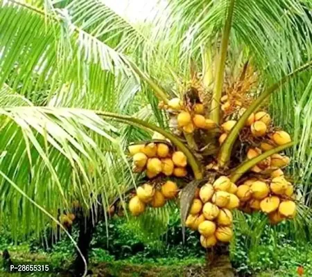 Platone Coconut Plant Live High Yield Coconut Palm Plant-thumb0