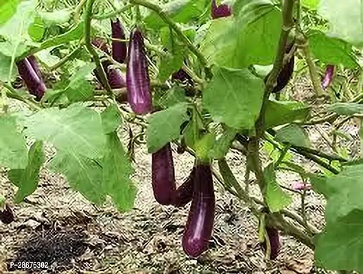 Platone Breadfruit Plant BRINJAL PLANT PPL-thumb0