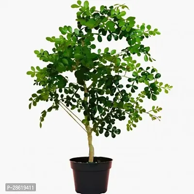 Platone Bel Plant KODBEL-WOODAPPLE BENGALI STREET FOO4D7