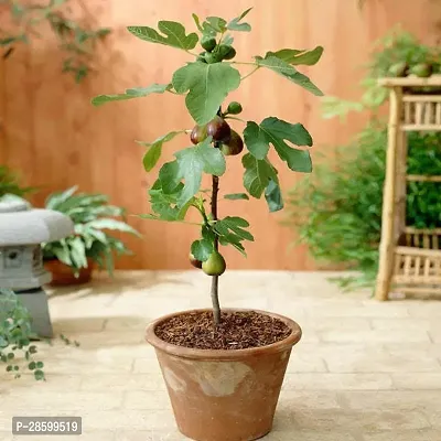 Platone GularCluster Fig Plant Turkish Fig Live Plant Produced by Air Layered Method CF64