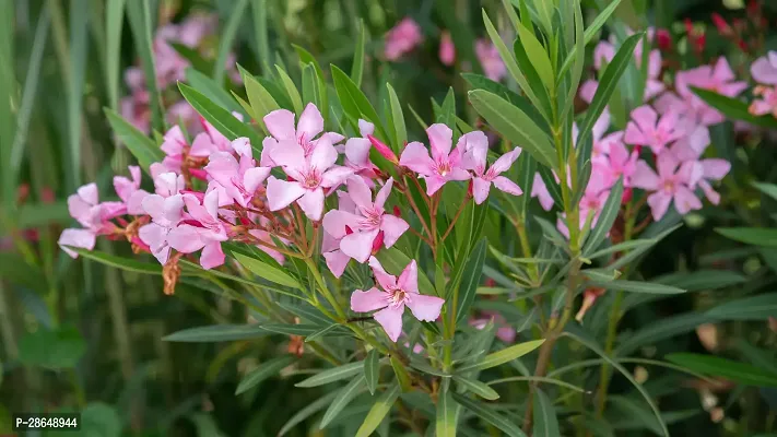 Platone Oleander Plant oleander plant 943-thumb0