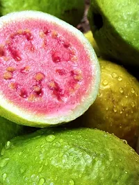 Platone Guava Plant Guava Plant 00007-thumb1