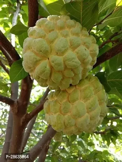 Platone Custard Apple Plant USTRD39