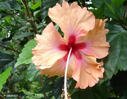 Platone Hibiscus Plant Hibiscus Flower Plant(09)