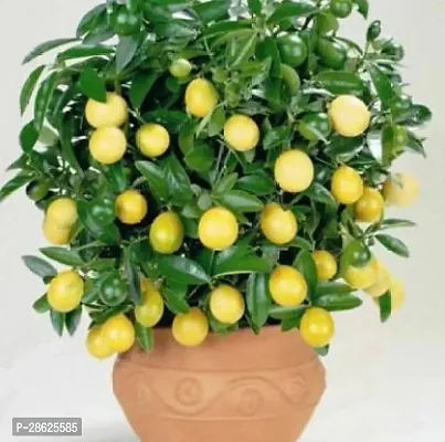 Platone Lemon Plant Lemon Plant ( Information)