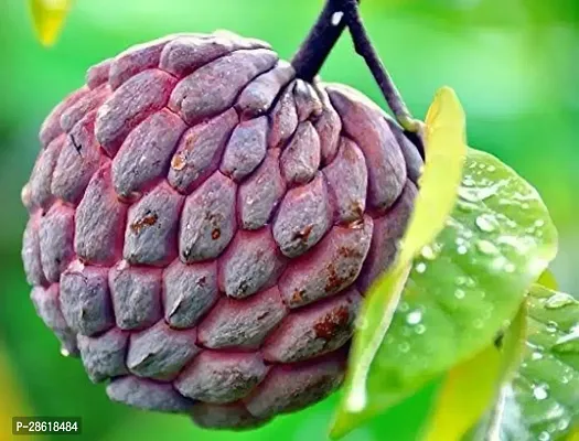 Platone Custard Apple Plant Gardening