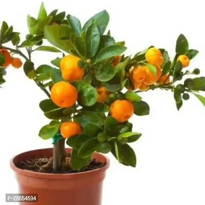 Platone Orange Plant PNCO-001-thumb2